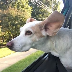 Meet your Posher, Ann